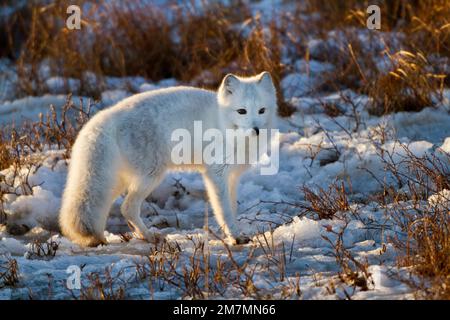 01863-01302 Polarfuchs (Alopex lagopus) im Schnee im Winter, Churchill Wildlife Management Area, Churchill, MB Kanada Stockfoto