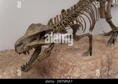 Ein Dinosaurierfossil im Petrified Forest National Park Visitor Center, Arizona, USA Stockfoto