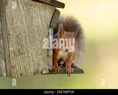 Rotes Eichhörnchen (sciurus vulgaris) auf einem Futterhund auf einem Baum in einem Wald im vereinigten königreich im Herbst Stockfoto