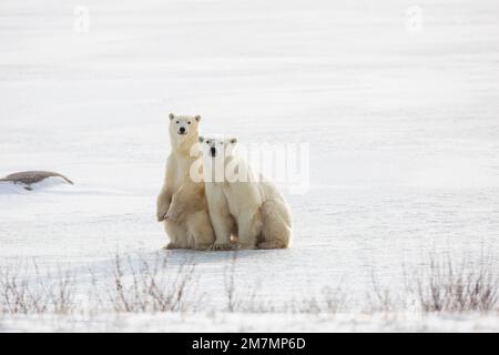 01874-13713 Eisbären (Ursus maritimus) Weiblich mit 1 Cub. Churchill Wildlife Management Area, Churchill, MB Kanada Stockfoto