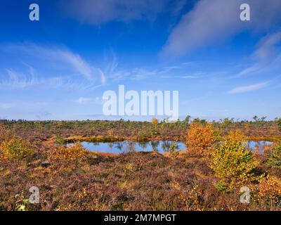 Europa, Deutschland, Bayern, Bayerisches Biosphärenreservat Rhön, Fladungen, Naturschutzgebiet Schwarzes Moor, wichtiger Hochmoor, Moorauge Stockfoto