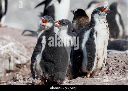 Gentoo-Pinguine-Küken Pygoscelis papua Neko Hafen Antarktis, hecheln, wegen extemer Hitze am heißesten Tag, der zu diesem Zeitpunkt in der antarktis aufgezeichnet wurde Stockfoto