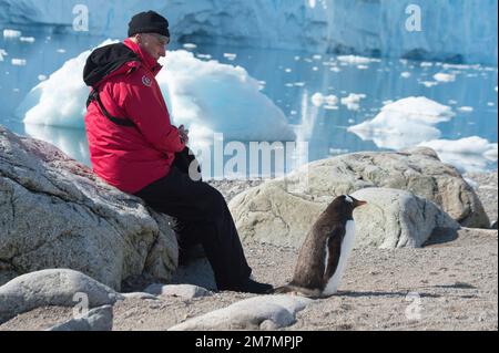 Gentoo Penguin Pygoscelis papua spaziert zum Teil am Strand in der Antarktis des Hafens von Neko Stockfoto