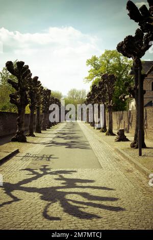 Blattlose Lindenbäume werfen Schatten auf eine lange Straße in Deutschland Stockfoto