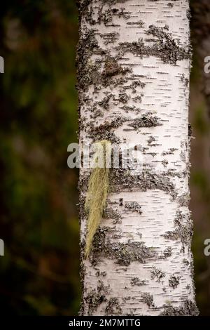 Usnea wächst an der Seite von Birkenstamm, alter Wald, Herbst, Finnland Stockfoto