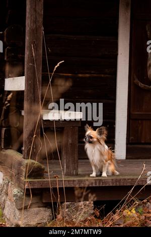 Chihuahua (lange), Erwachsener, sitzend, im Freien, Finnland Stockfoto