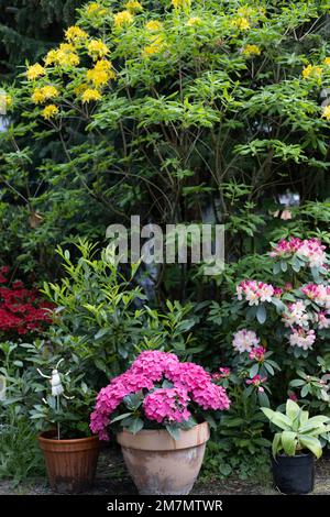 Blühende Hortensien und Rhododendron im Garten in Deutschland Stockfoto