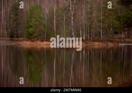 autumn landscape, November, Finland Stockfoto