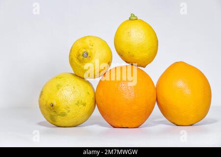 Eine Gruppe von Früchten der Saison, bestehend aus Orangen und Zitronen auf weißem Hintergrund Stockfoto