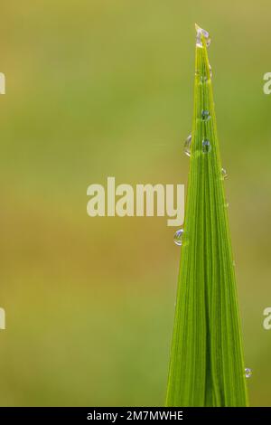 Natur, Detail, Wassertropfen auf Pflanzenblatt, Nahaufnahme Stockfoto