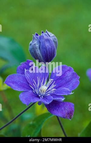 Clematis "Justa", lila Blume, Nahaufnahme, Kumpel Stockfoto