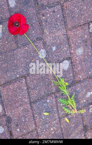 Roter Mohn wächst durch Pflastersteine, Symbol für Anpassungsfähigkeit und Überleben Stockfoto