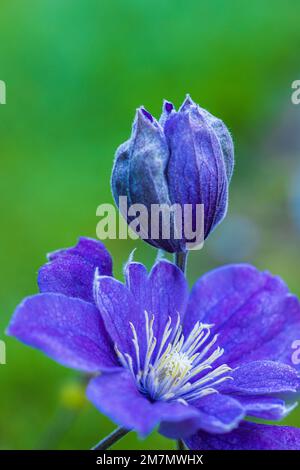 Clematis "Justa", lila Blume, Nahaufnahme, Kumpel Stockfoto