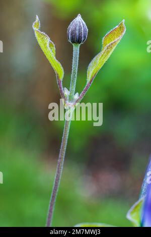 Clematis "Justa", lila Blume, Nahaufnahme, Kumpel Stockfoto
