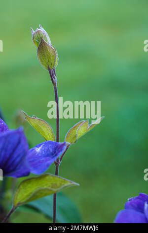 Clematis "Justa", lila Blume, Nahaufnahme, Kumpel Stockfoto