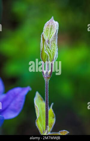 Clematis "Justa", lila Blume, Nahaufnahme, Kumpel Stockfoto