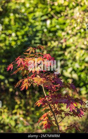 Japanischer Fanapel (Acer palmatum) vor grünem Hintergrund Stockfoto