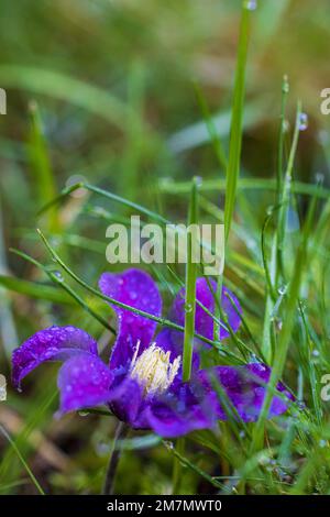 Clematis justa liegt auf dem Rasen mit Tau-Tropfen Stockfoto