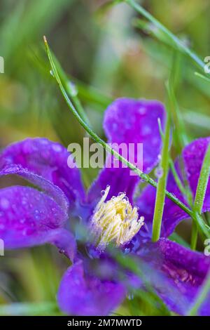 Clematis justa liegt auf dem Rasen mit Tau-Tropfen Stockfoto