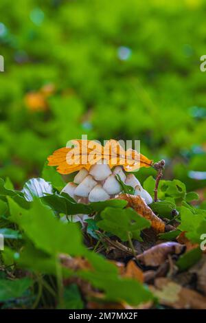 Stillleben im Wald, Nahaufnahme von Pilzen auf dem Waldboden Stockfoto