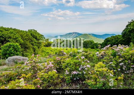 Mountain Laurel und Old Rag Mountain, Shenandoah-Nationalpark Virginia, USA, Virginia Stockfoto