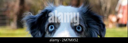 Blaue Augen auf Australian Shepherd. Stockfoto