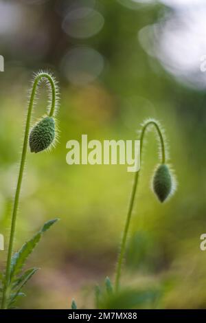 Mehrjährige Ziermohn mit einer ungeöffneten eleganten Knospe, selektiver Fokus, Bokeh Hintergrund Stockfoto