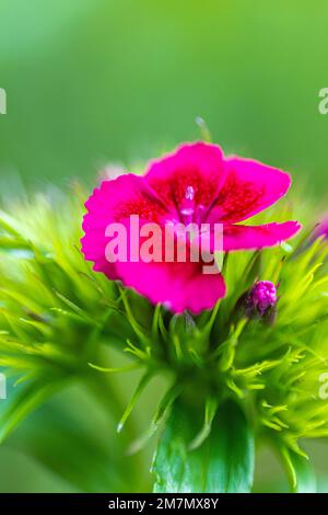 Ländliche bärtige Nelke im Garten, Dianthus barbatus Stockfoto