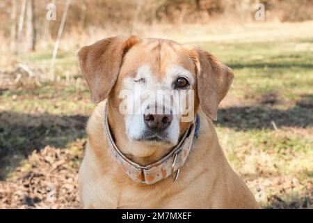 Gelbes Labor mit einem Auge, das draußen spielt. Keine Menschen. Seniorhund. Stockfoto