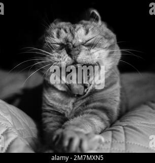 Katze mit gestreckten Armen und offenem Mund in schwarz-weiß gähnt. Stockfoto