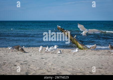 Sandstrand, Ostsee-Spa Graal-Müritz, Mecklenburg-Vorpommern, Deutschland Stockfoto