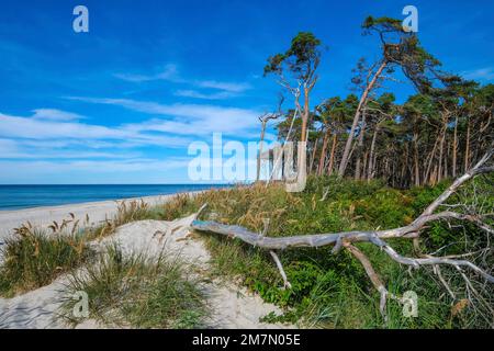 West Beach, Darß, geboren am Darß, Mecklenburg-Vorpommern, Deutschland Stockfoto