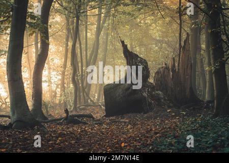 HerbstHabichtswald bei Kassel, einzeln fallender ehemaliger imposanter Baum in der Mitte Stockfoto
