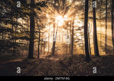 Sonniger Wald an einem Herbstmorgen, Waldweg beleuchtet mit Sonnenstrahlen, stimmungsvoll Stockfoto