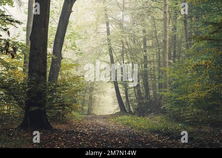 Waldweg in Habichtswald bei Kassel, im Herbst grüne Bäume auf einem kurvenreichen Pfad Stockfoto