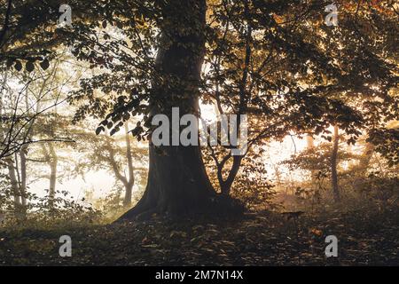 HerbstHabichtswald bei Kassel, einzelner imposanter Baum in der Mitte Stockfoto