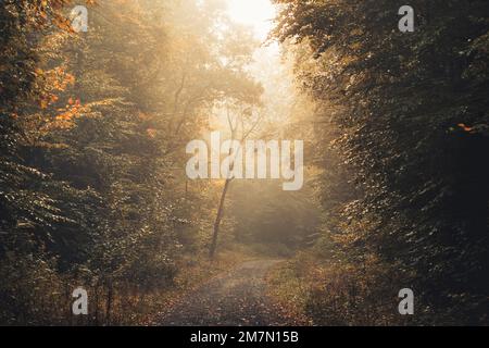 Auf dem Waldweg im Habichtswald bei Kassel scheinen Sonnenstrahlen, im Herbst grüne Bäume links und rechts neben dem Pfad Stockfoto