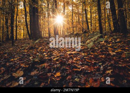 Herbstlaub im Habichtswald bei Kassel, bodenebene Perspektive, buntes Laub auf dem Waldboden, ein Sonnenstern im Hintergrund Stockfoto