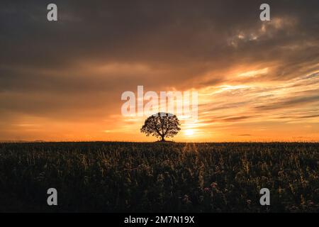 Sonnenuntergang an der alten Eiche, orangefarbener Himmel, im Vordergrund eines Feldes Stockfoto