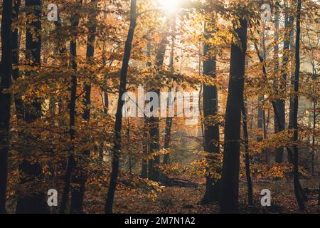 Herbstlaub im Habichtswald bei Kassel, Buchenbäume mit bunten Blättern in der Sonne, leichte Unschärfe im Vordergrund Stockfoto