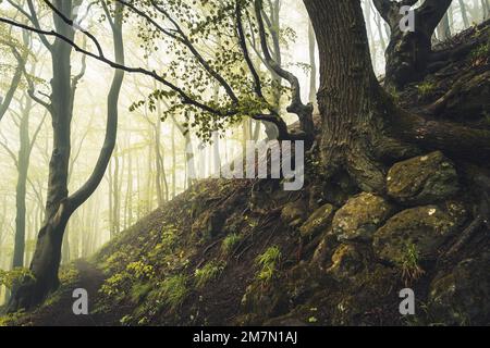 Waldweg am Hoher Dörnberg im Naturpark Habichtswald, ein Tag im Frühling mit Nebel, Buchenbäumen mit grünen Blättern Stockfoto