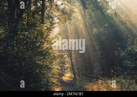 Die Sonnenstrahlen fallen durch die neblige Luft auf einem Pfad im Habichtswald, Buchenwald, Herbstblätter, Hintergrundlicht Stockfoto