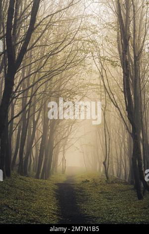 Waldweg am Hoher Dörnberg im Habichtswald Naturpark, ein Tag im Frühling mit Nebel, das erste Grün auf den Bäumen Stockfoto