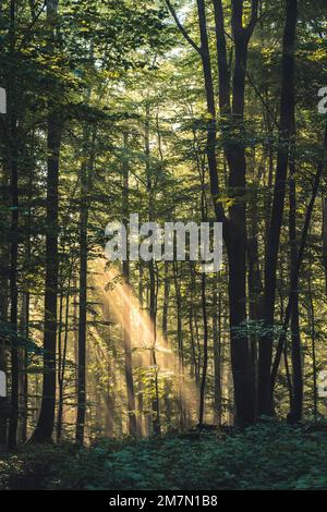 Die Sonnenstrahlen fallen durch die neblige Luft auf einem Pfad im Habichtswald, Buchenwald, Herbstblätter, Hintergrundlicht Stockfoto