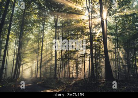 Die Sonnenstrahlen fallen durch die neblige Luft auf einem Pfad im Habichtswald, Buchenwald, Herbstblätter, Hintergrundlicht Stockfoto