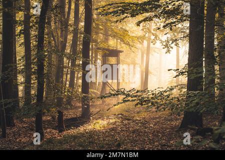 Ein hoher Sitz im Herbstwald, Sonnenlicht mit Dunst in der Luft, Buchenbäume im frühen Herbst Stockfoto