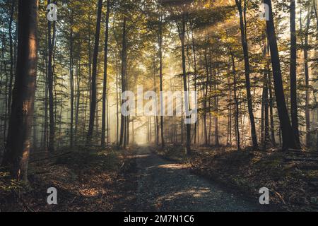 Die Sonnenstrahlen fallen durch die neblige Luft auf einem Pfad im Habichtswald, Buchenwald, Herbstblätter, Hintergrundlicht Stockfoto