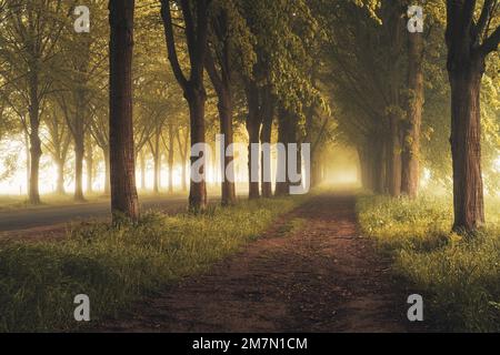 Grüne Lindenbäume an einem nebligen Morgen im Frühling führt ein Fußweg ins Licht Stockfoto