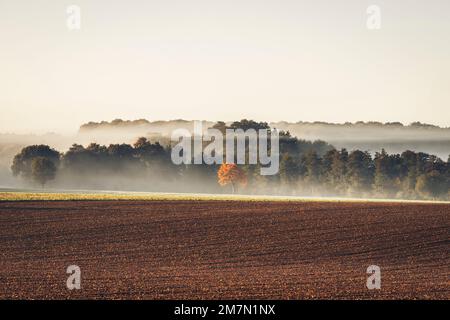 Morgenstimmung im Herbst in Reinhardswald im Bezirk Kassel, ländliche Gegend, frühmorgendlicher Nebel, ein gelber Ahornbaum im Zentrum Stockfoto