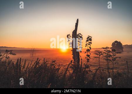 Nebiger Sonnenaufgang im Herbst in Reinhardswald im Bezirk Kassel, gebrochener Baumstamm im Vordergrund, Hintergrund leicht verschwommen Stockfoto